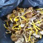 <?php the_title(); ?>