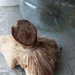 <?php the_title(); ?>