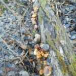 <?php the_title(); ?>