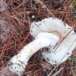 <?php the_title(); ?>