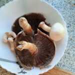 <?php the_title(); ?>