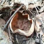 <?php the_title(); ?>