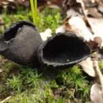 <?php the_title(); ?>