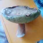 <?php the_title(); ?>