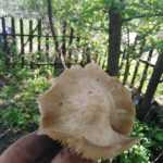 <?php the_title(); ?>