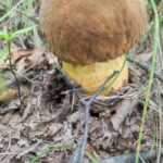 <?php the_title(); ?>