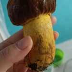 <?php the_title(); ?>