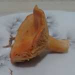 <?php the_title(); ?>