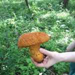 <?php the_title(); ?>