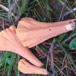 <?php the_title(); ?>