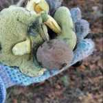 <?php the_title(); ?>