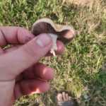 <?php the_title(); ?>