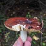 <?php the_title(); ?>