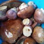 <?php the_title(); ?>