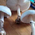 <?php the_title(); ?>