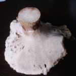 <?php the_title(); ?>