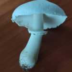 <?php the_title(); ?>