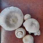 <?php the_title(); ?>