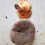 <?php the_title(); ?>