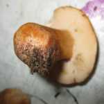 <?php the_title(); ?>