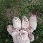 <?php the_title(); ?>