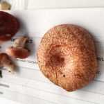 <?php the_title(); ?>