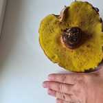 <?php the_title(); ?>