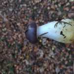 <?php the_title(); ?>