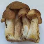 <?php the_title(); ?>