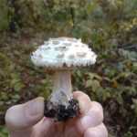 <?php the_title(); ?>