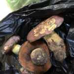 <?php the_title(); ?>