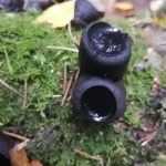 <?php the_title(); ?>