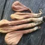 <?php the_title(); ?>