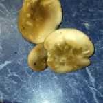 <?php the_title(); ?>