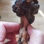 <?php the_title(); ?>