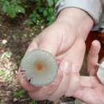 <?php the_title(); ?>