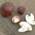 <?php the_title(); ?>