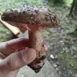 <?php the_title(); ?>