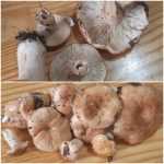 <?php the_title(); ?>