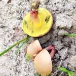 <?php the_title(); ?>