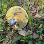 <?php the_title(); ?>