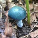 <?php the_title(); ?>