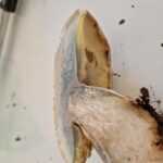 <?php the_title(); ?>