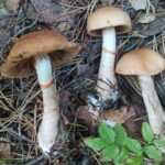 <?php the_title(); ?>