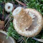 <?php the_title(); ?>