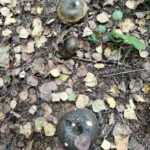 <?php the_title(); ?>