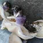 <?php the_title(); ?>