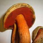 <?php the_title(); ?>