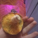 <?php the_title(); ?>