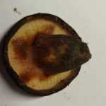 <?php the_title(); ?>